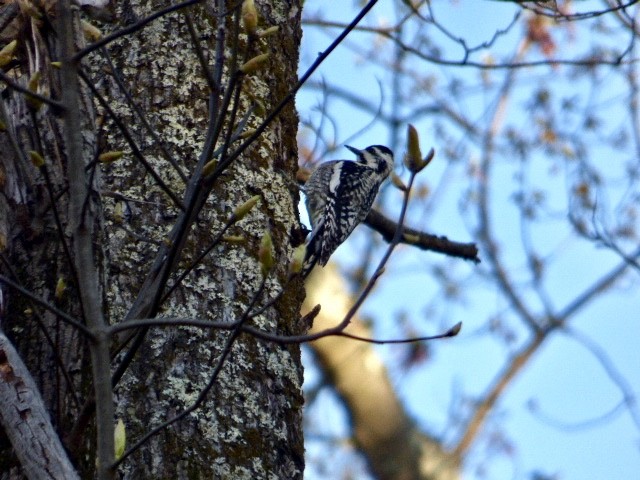 Yellow-bellied Sapsucker - ML231453221