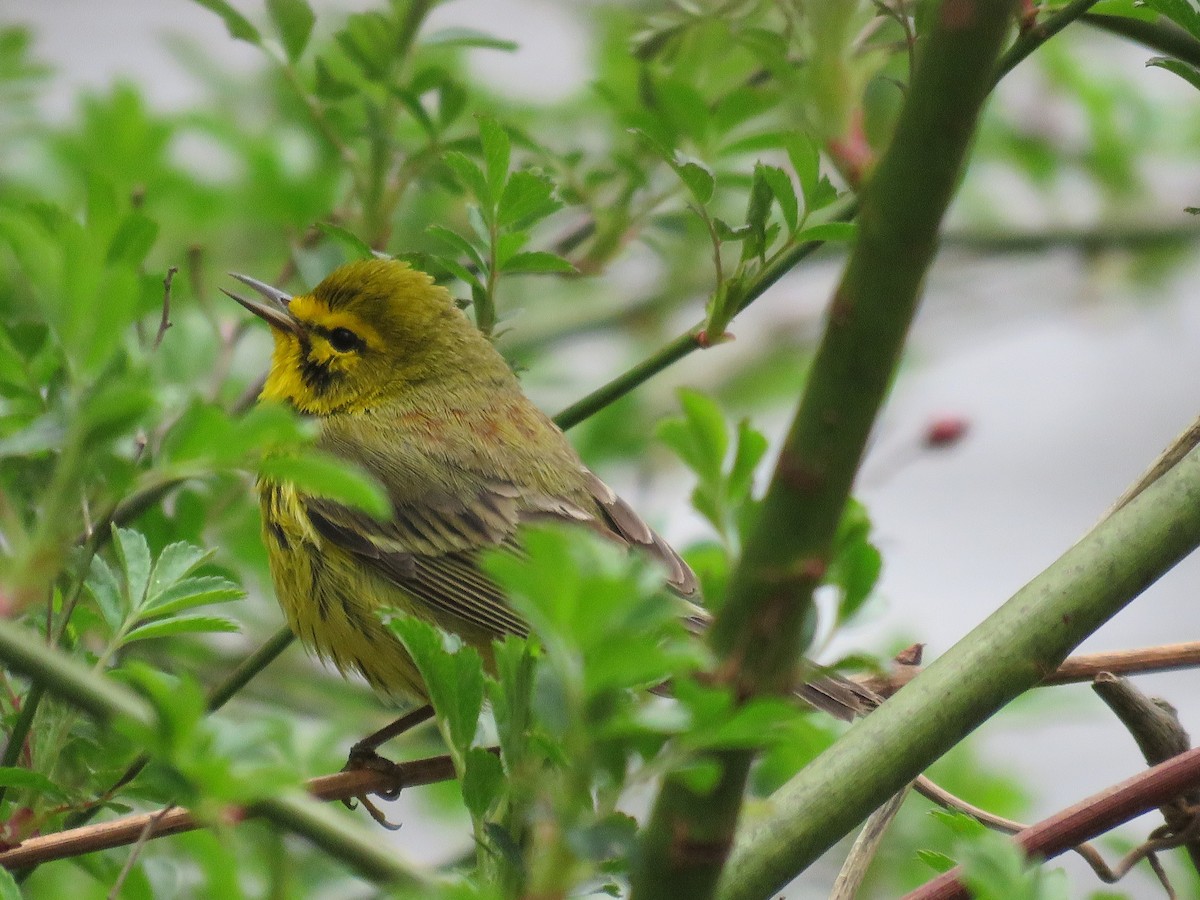 Prairie Warbler - ML231453311