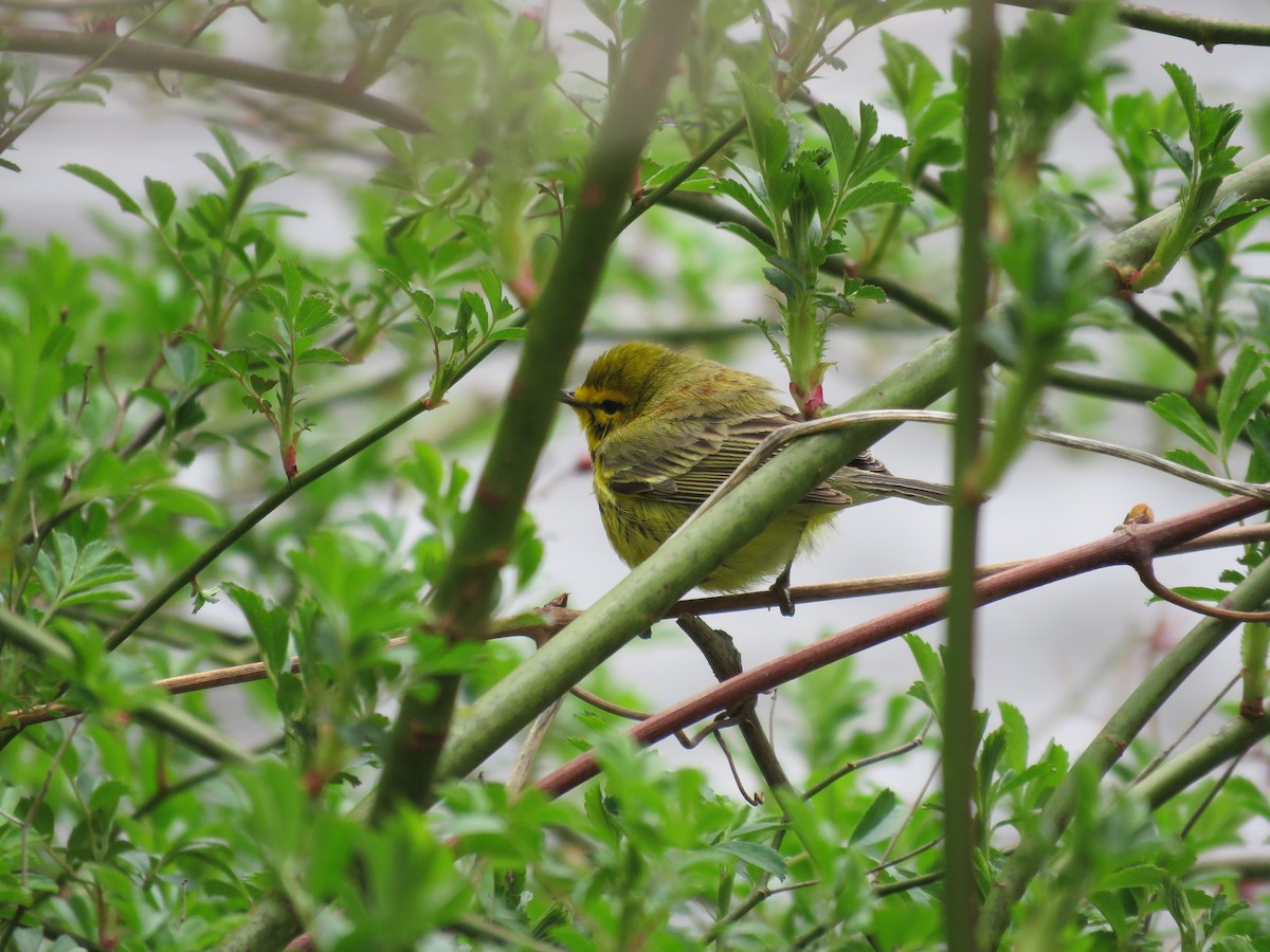 Prairie Warbler - ML231453331