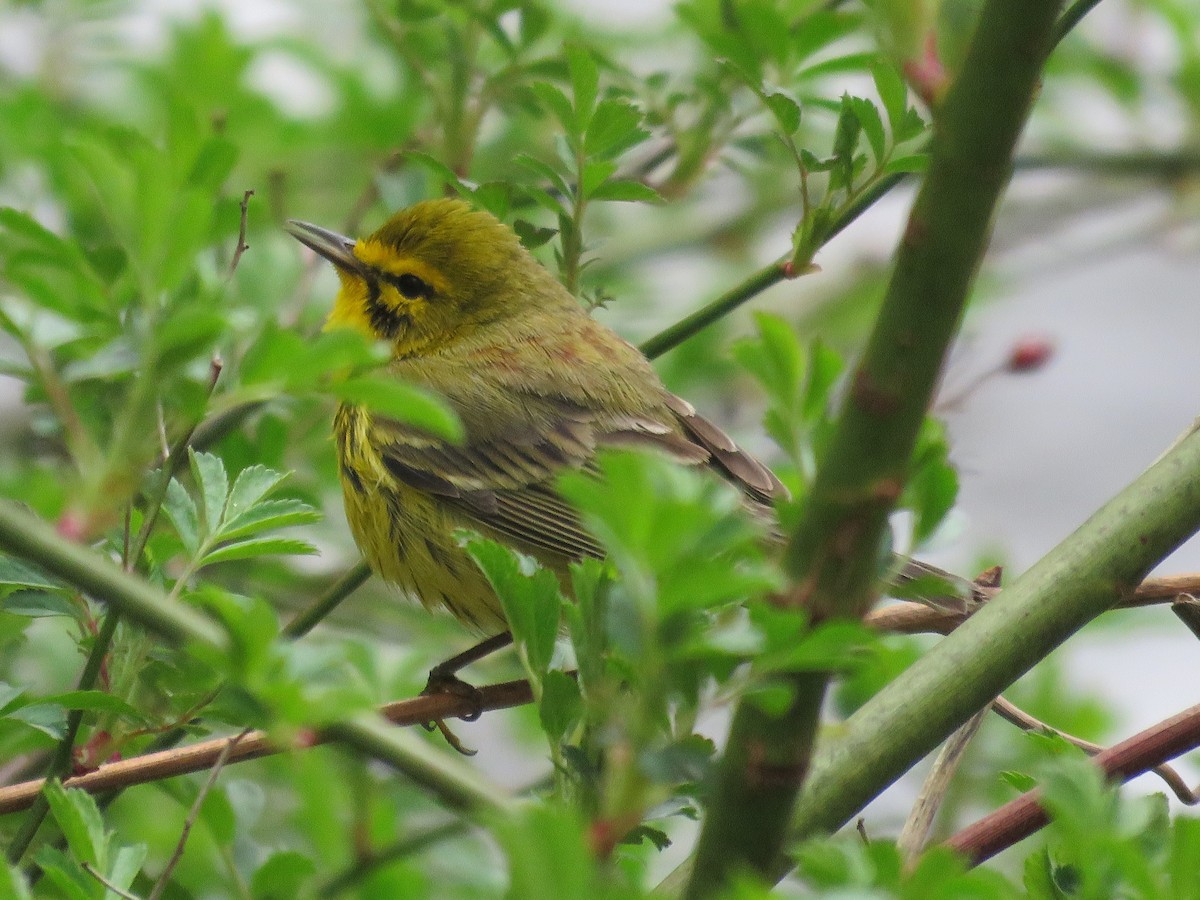 Prairie Warbler - ML231453371