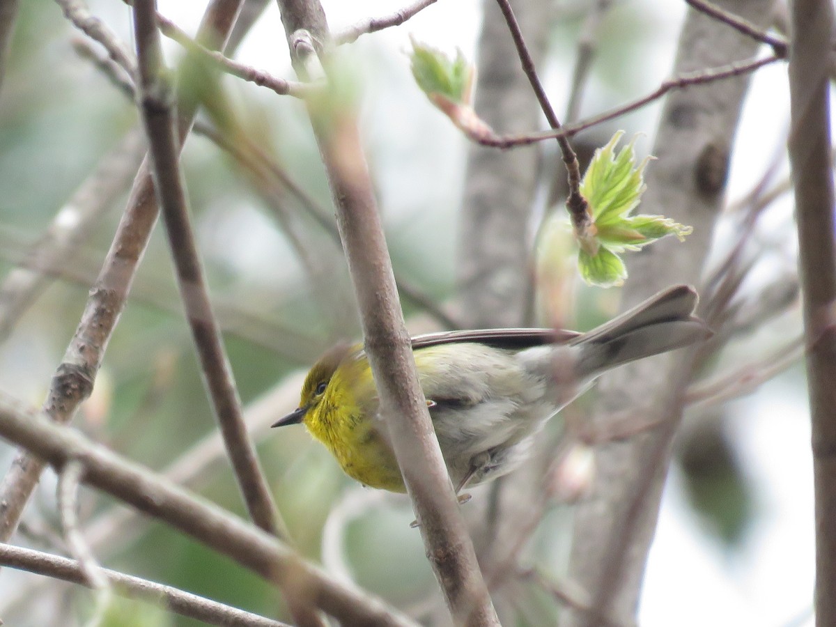 Pine Warbler - ML231453551