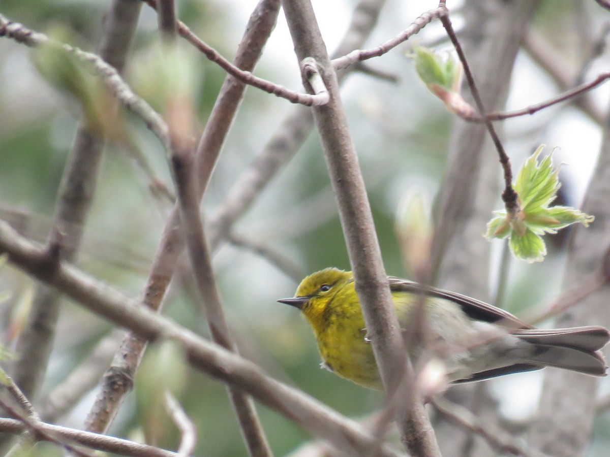 Pine Warbler - ML231453561