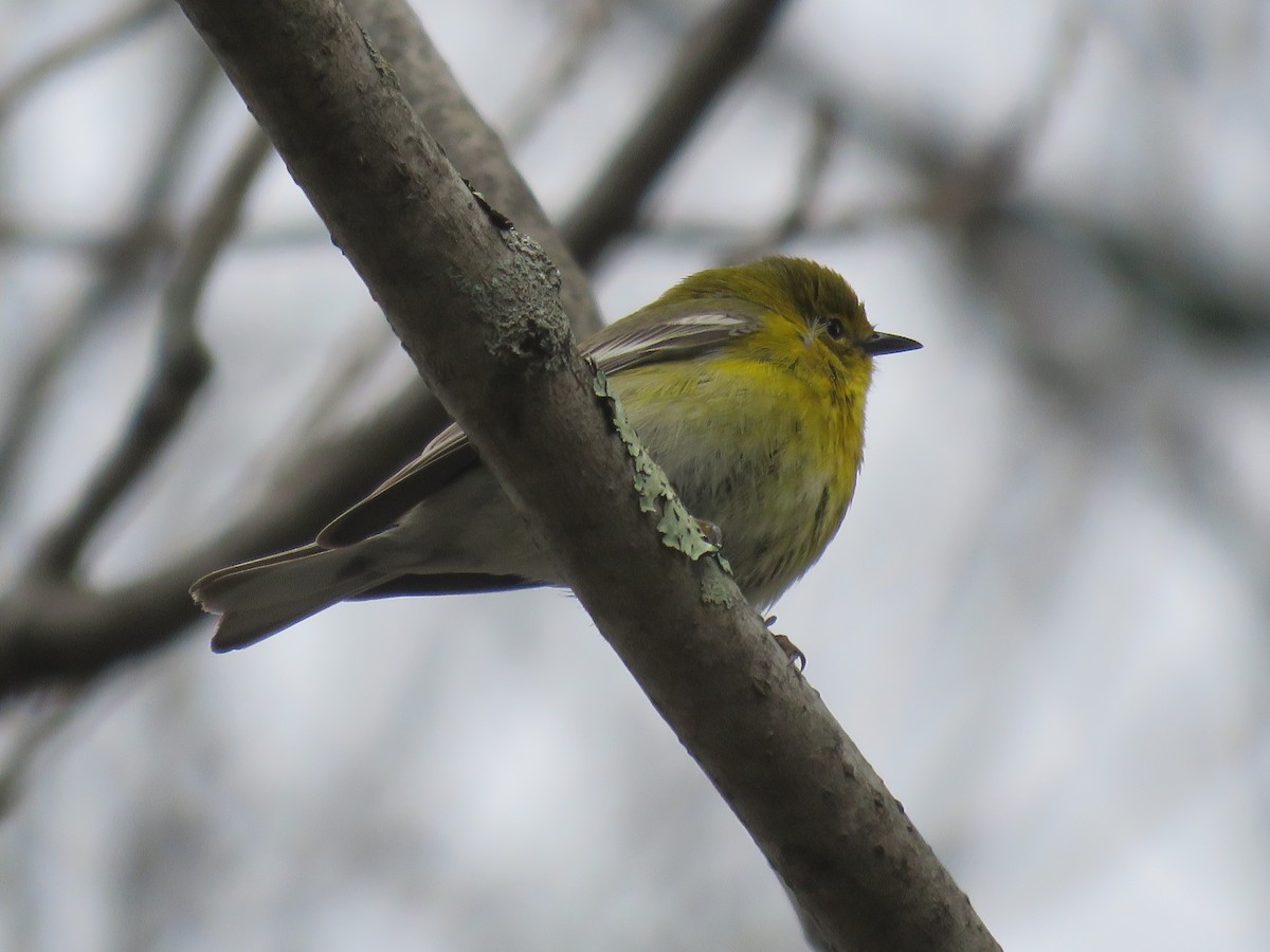 Pine Warbler - ML231453571