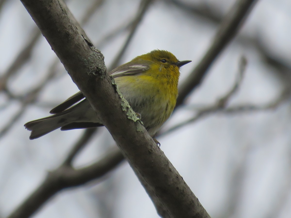 Pine Warbler - ML231453581