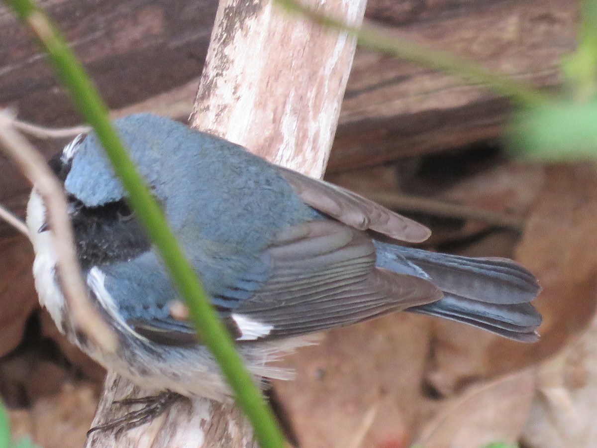 Black-throated Blue Warbler - ML231453611