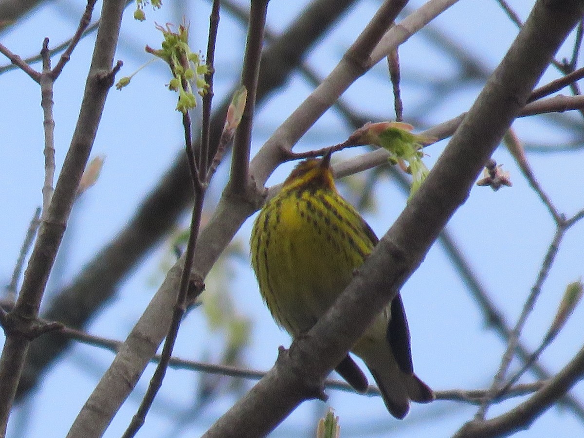 Cape May Warbler - ML231453651