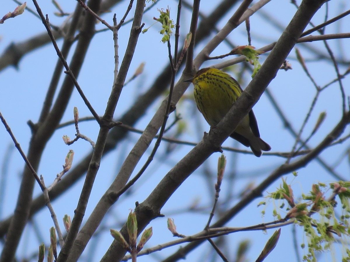 Cape May Warbler - ML231453661