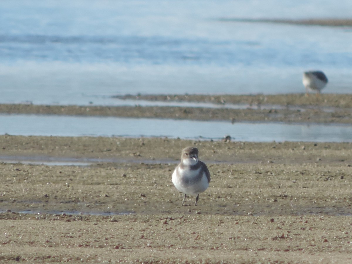 Two-banded Plover - Gonzalo Rodriguez