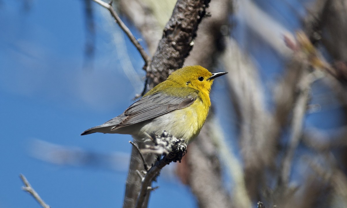 Prothonotary Warbler - ML231453881