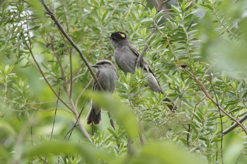 Crowned Slaty Flycatcher - ML231453931