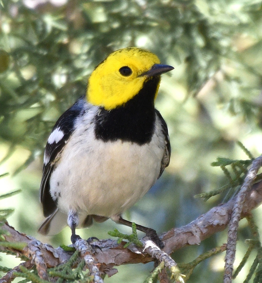 Hermit Warbler - ML231454261