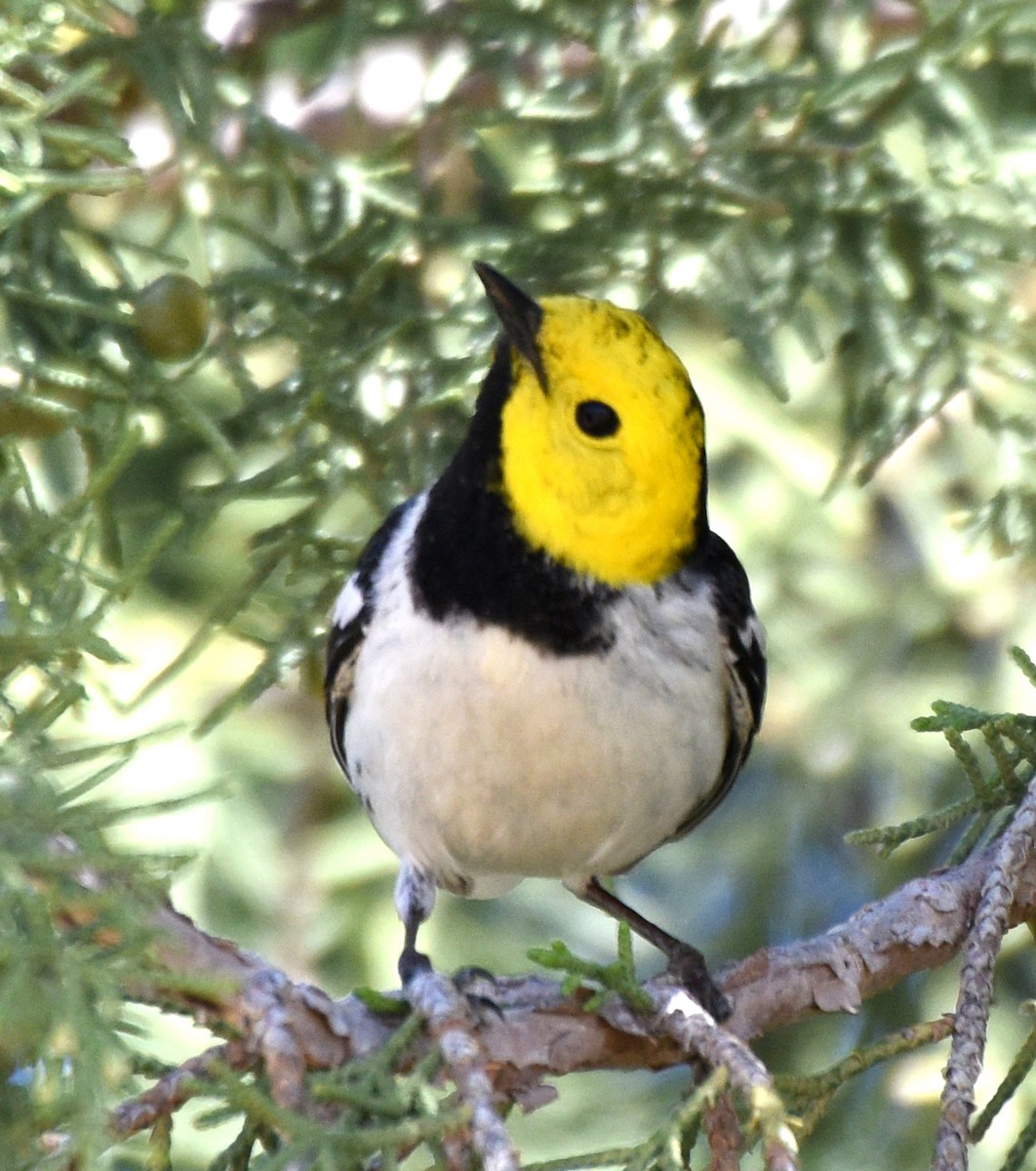 Hermit Warbler - ML231454281