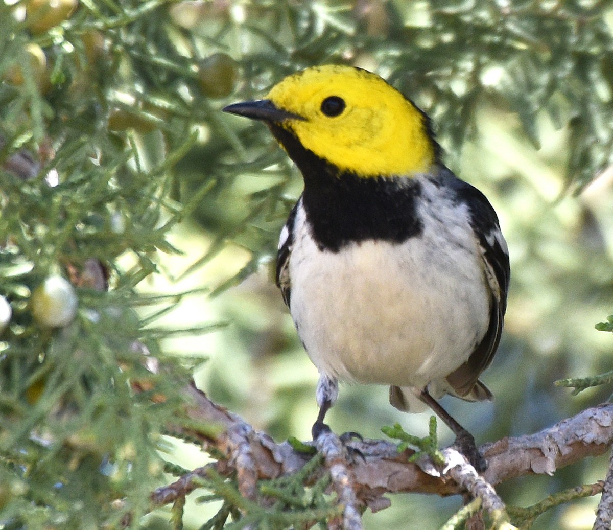 Hermit Warbler - ML231454291