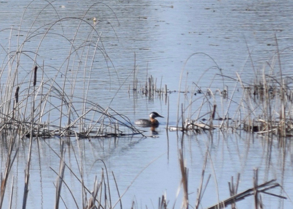 Red-necked Grebe - ML231455151