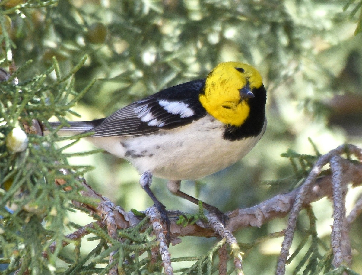 Hermit Warbler - ML231455721