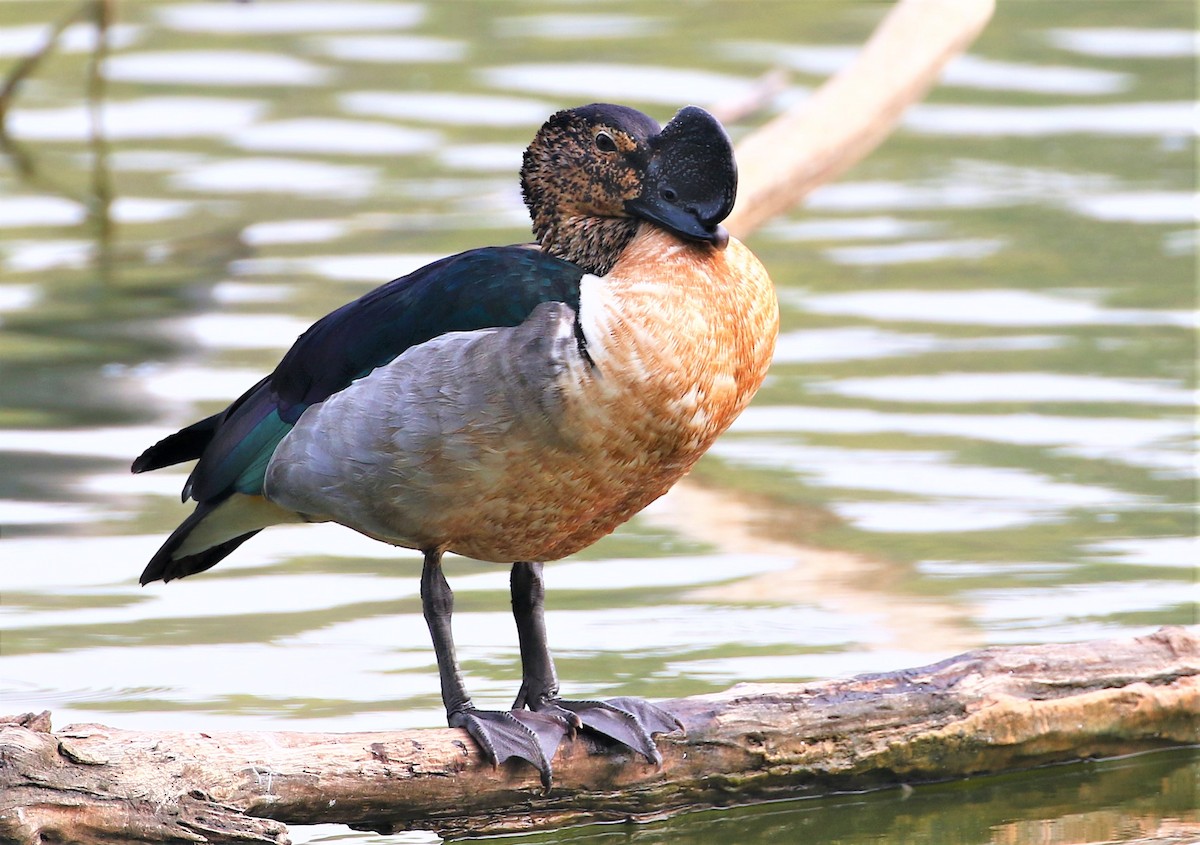 Knob-billed Duck - Carmelo López Abad