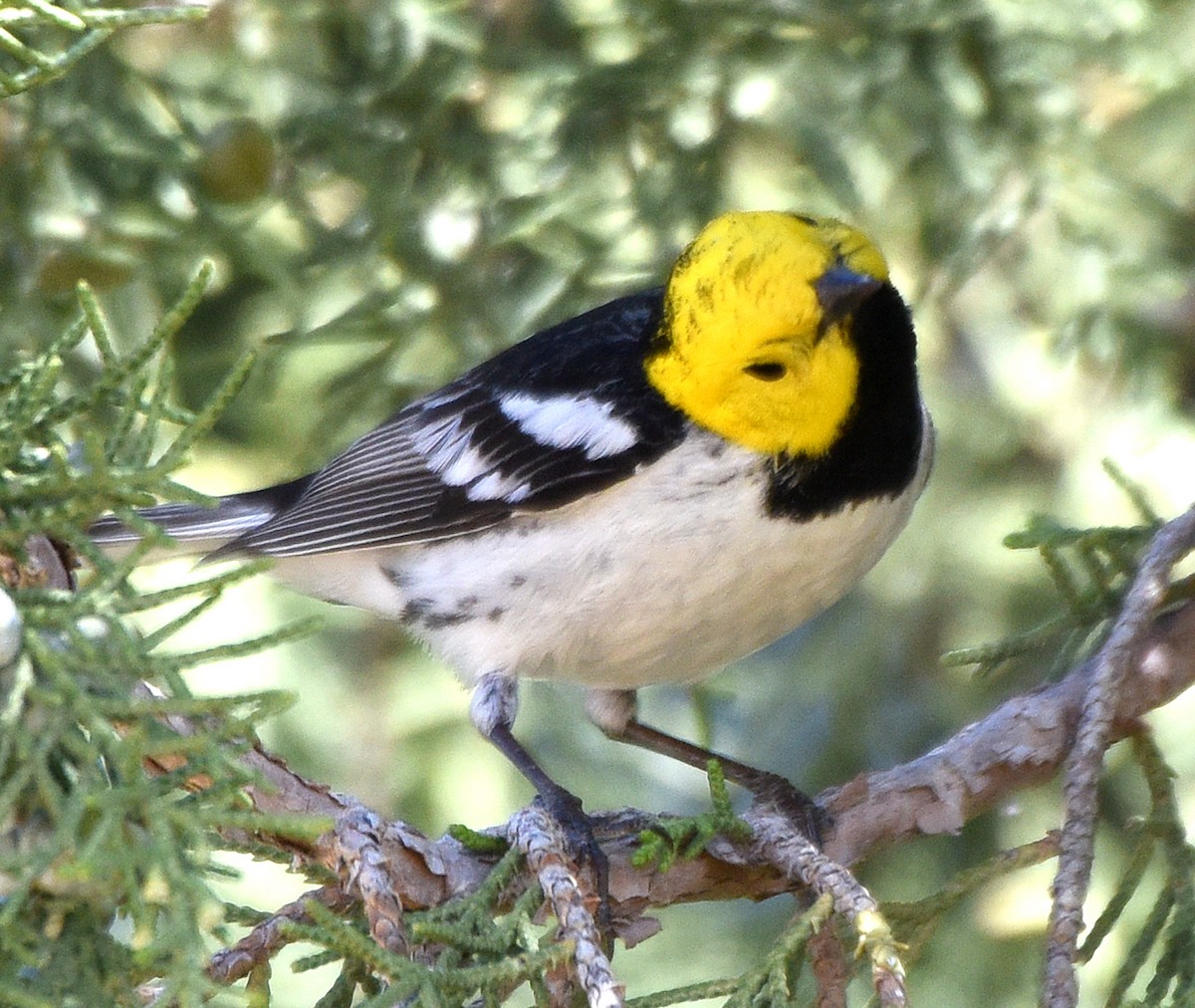 Hermit Warbler - ML231457021