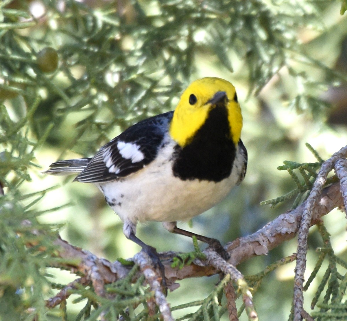 Hermit Warbler - ML231457031