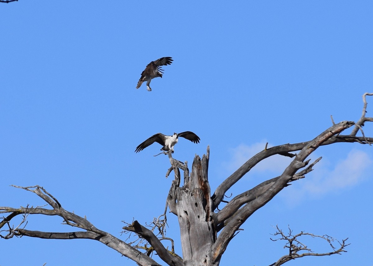 Osprey - ML231460491