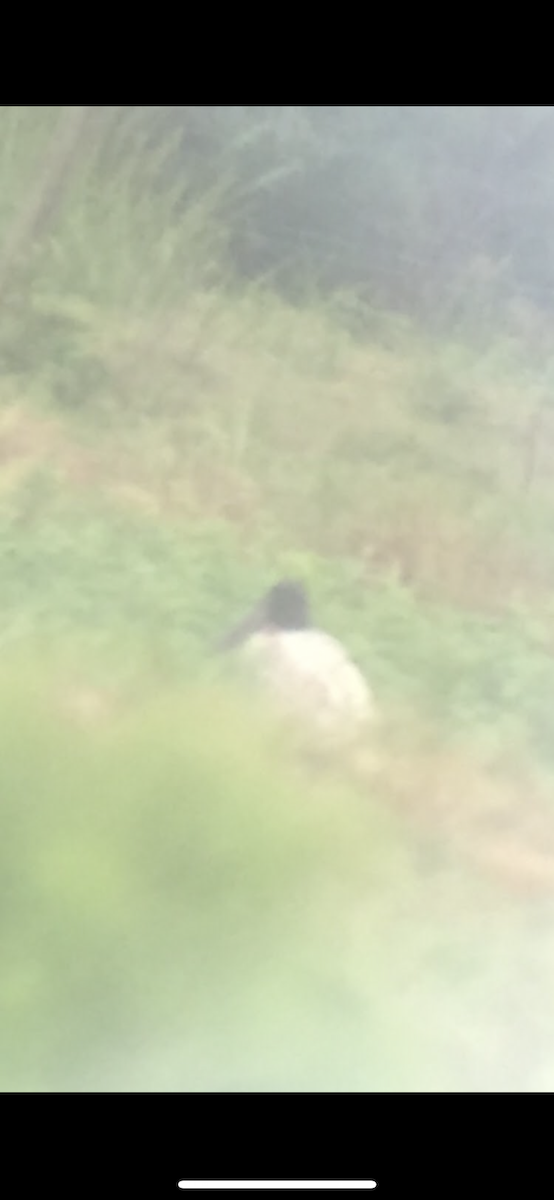 Jabiru - ML231460781