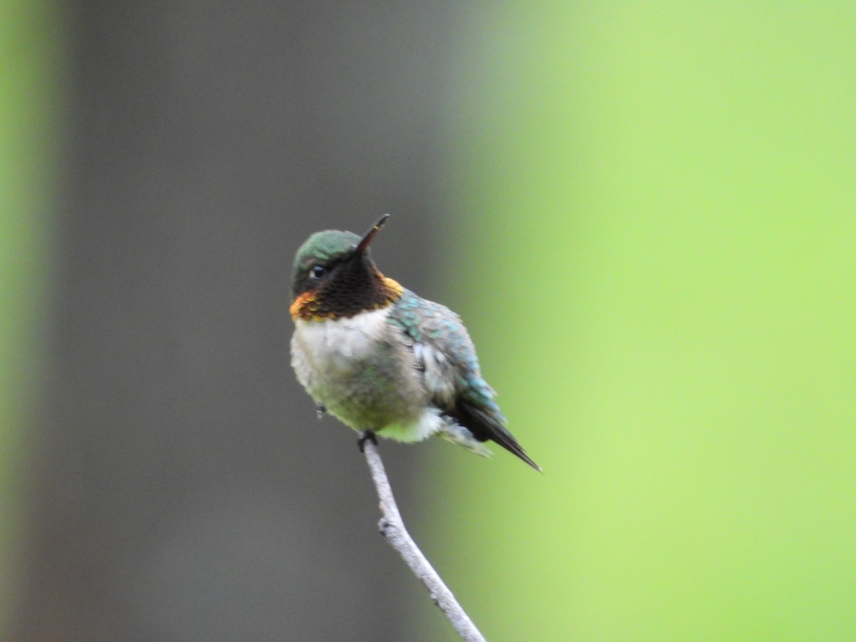 Colibrí Gorjirrubí - ML231463421