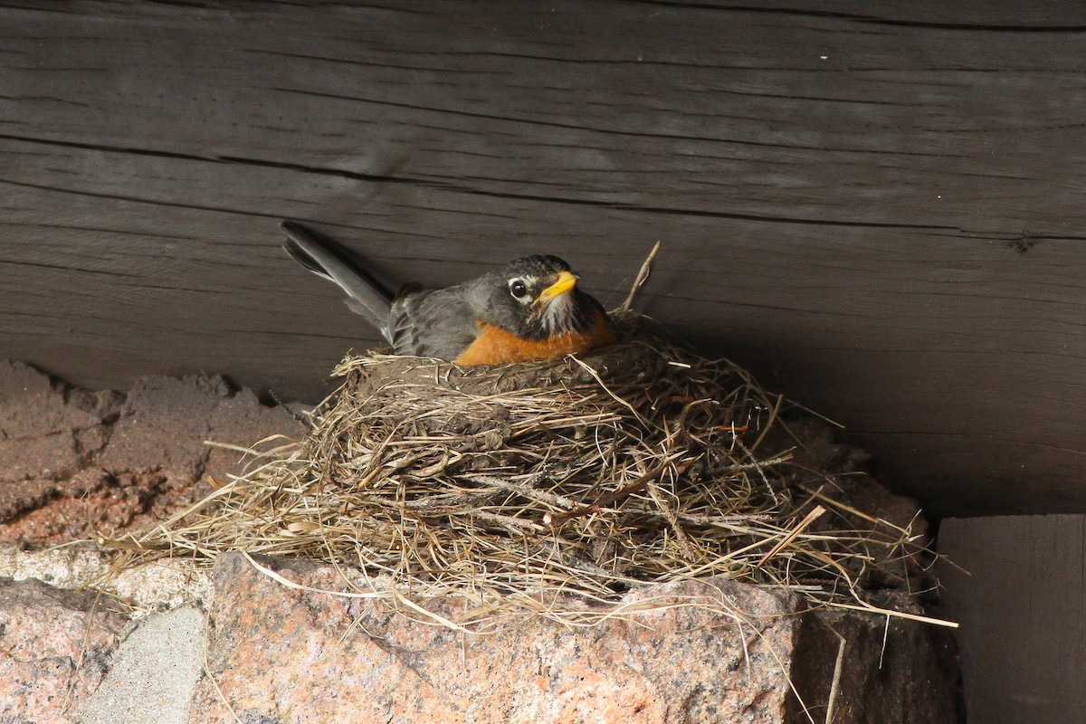 American Robin - Michael O'Brien