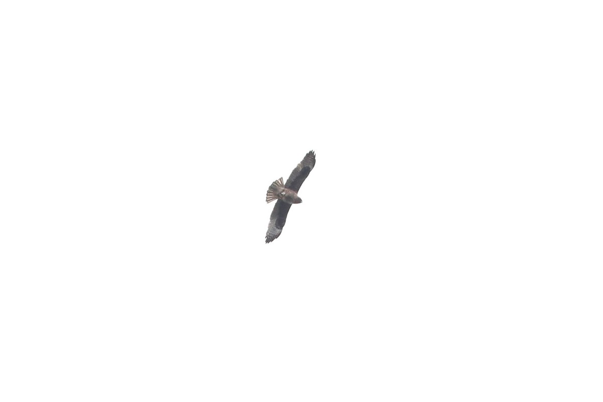 Little Eagle - ML231464601