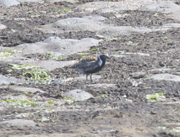 Pacific Golden-Plover - ML231464681