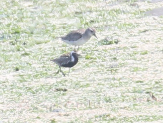 Pacific Golden-Plover - ML231464691