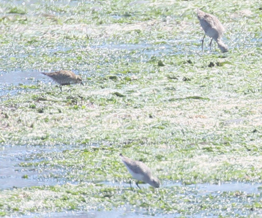 Pacific Golden-Plover - ML231464771