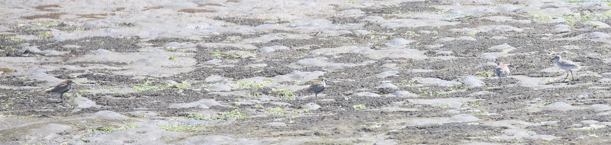 Pacific Golden-Plover - ML231464811