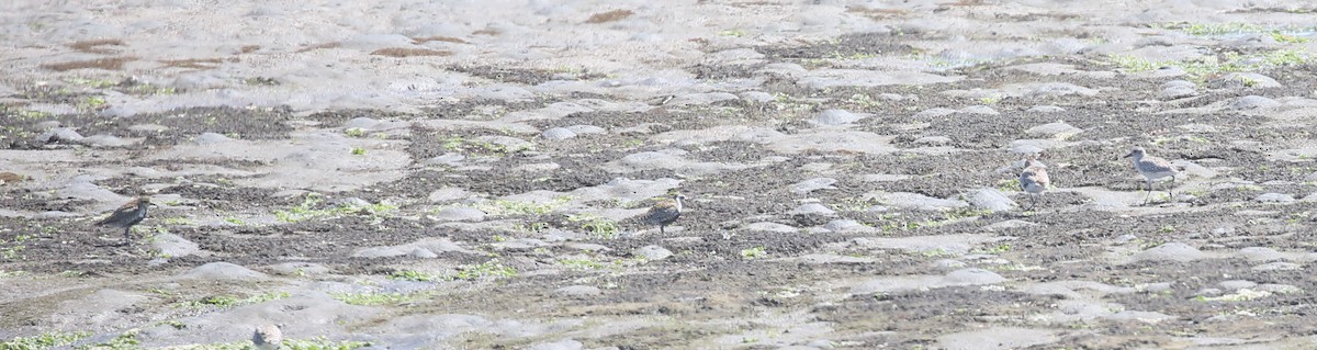 Pacific Golden-Plover - ML231464831