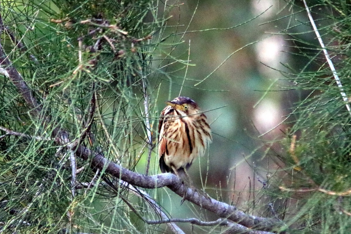 Black-backed Bittern - ML23146611