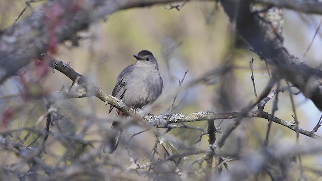 Gray Catbird - ML231466211