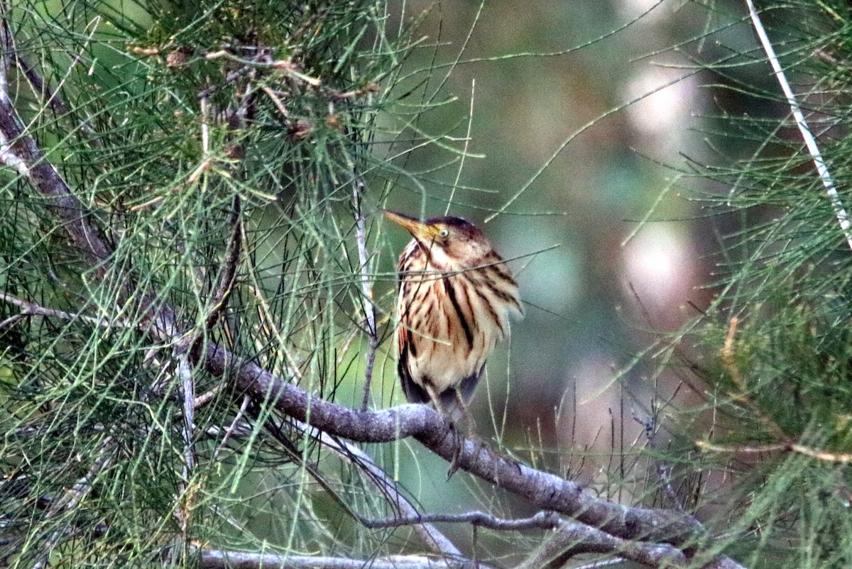 Black-backed Bittern - ML23146631