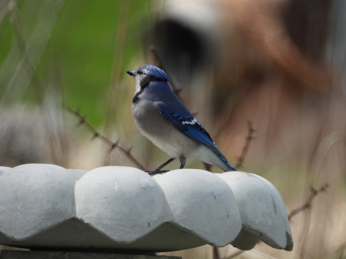 Blue Jay - George Koppel