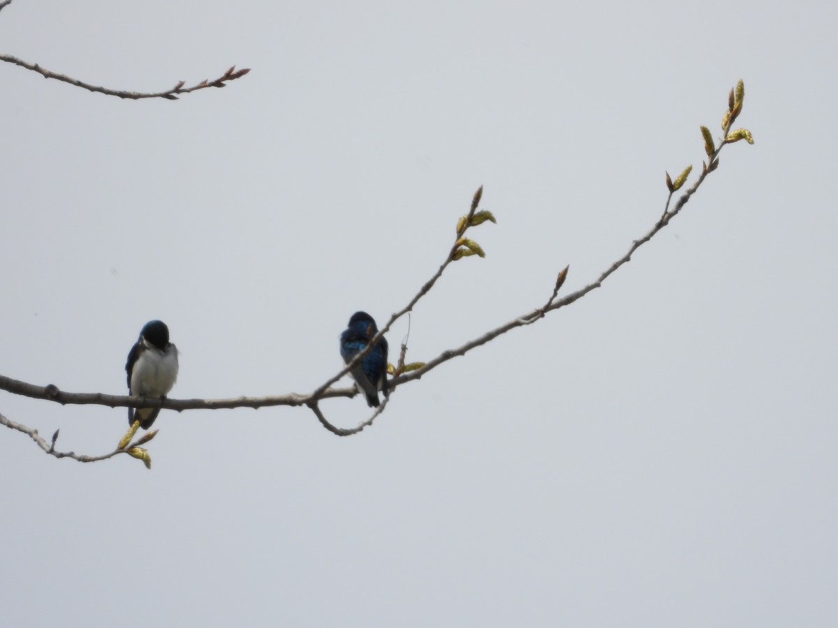 Golondrina Bicolor - ML231466551