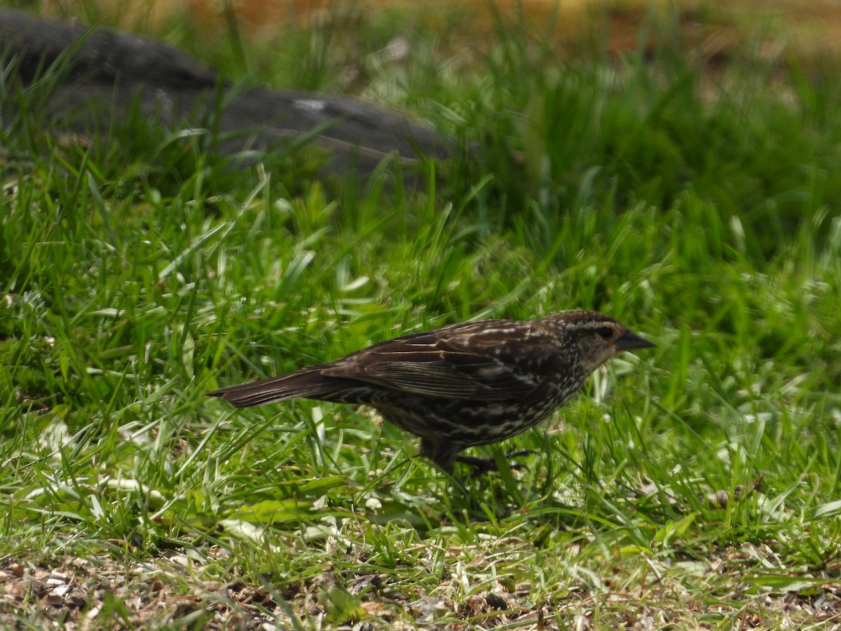Red-winged Blackbird - ML231466581