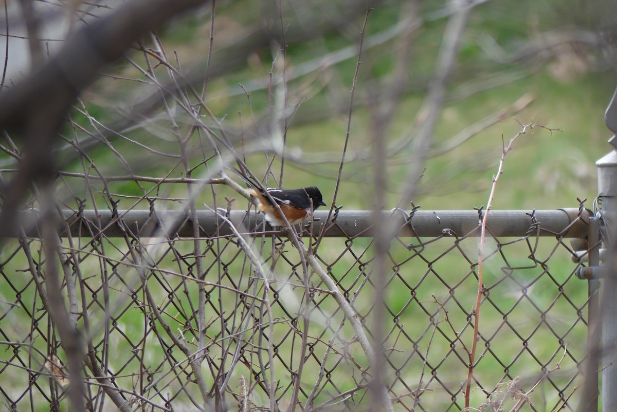 Eastern Towhee - ML231467251