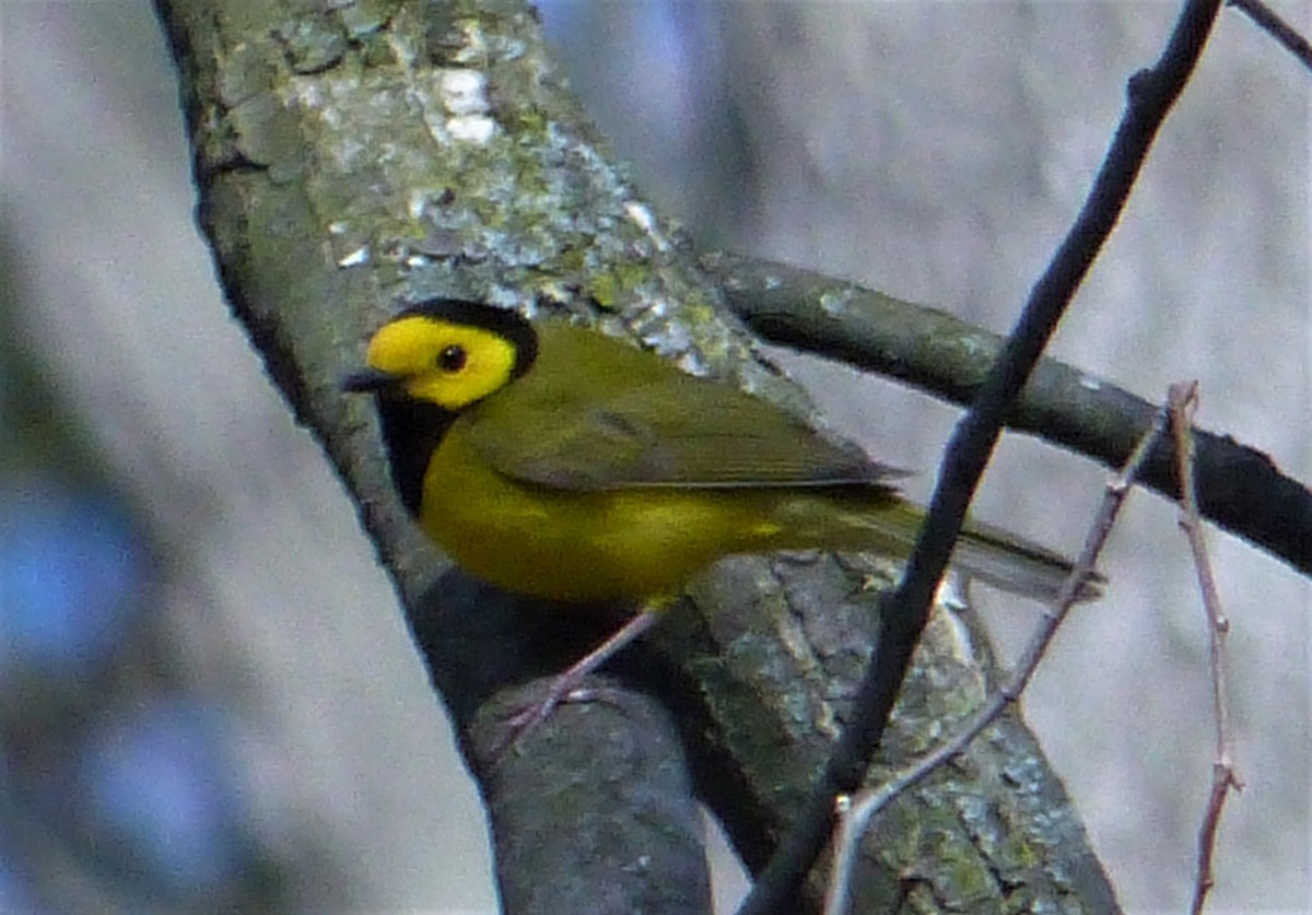 Hooded Warbler - ML231469261