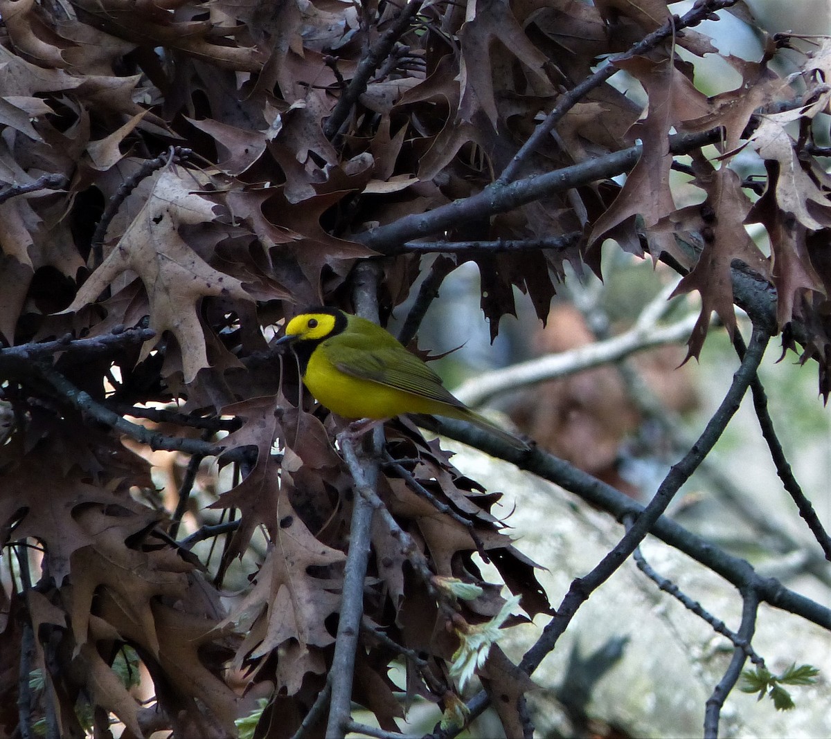 Hooded Warbler - ML231469271