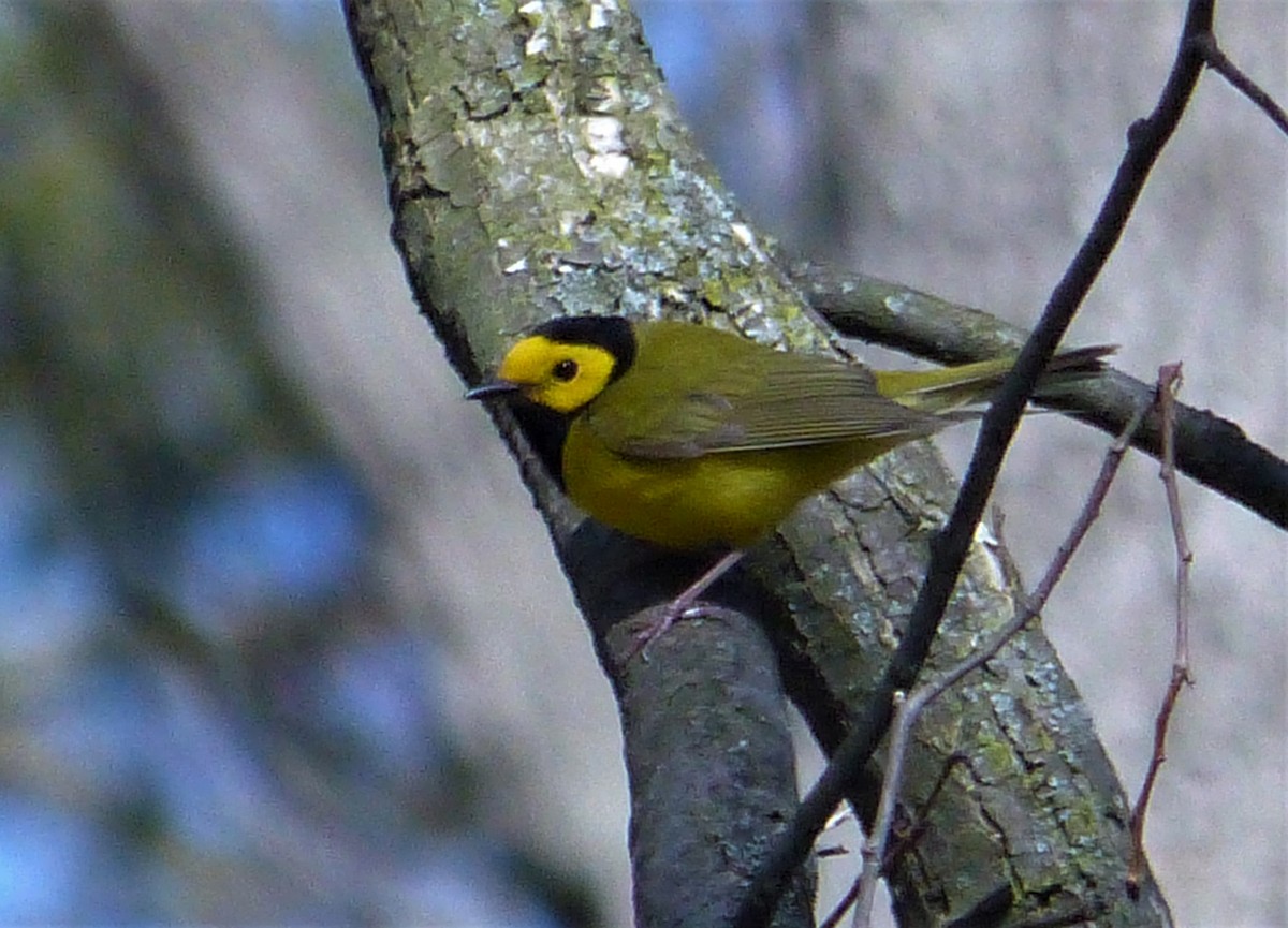 Hooded Warbler - Joan Campbell