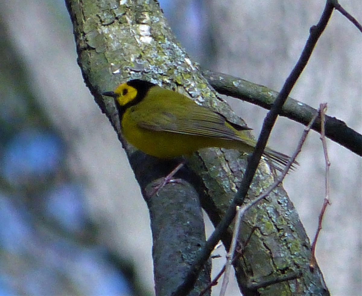 Hooded Warbler - ML231469291