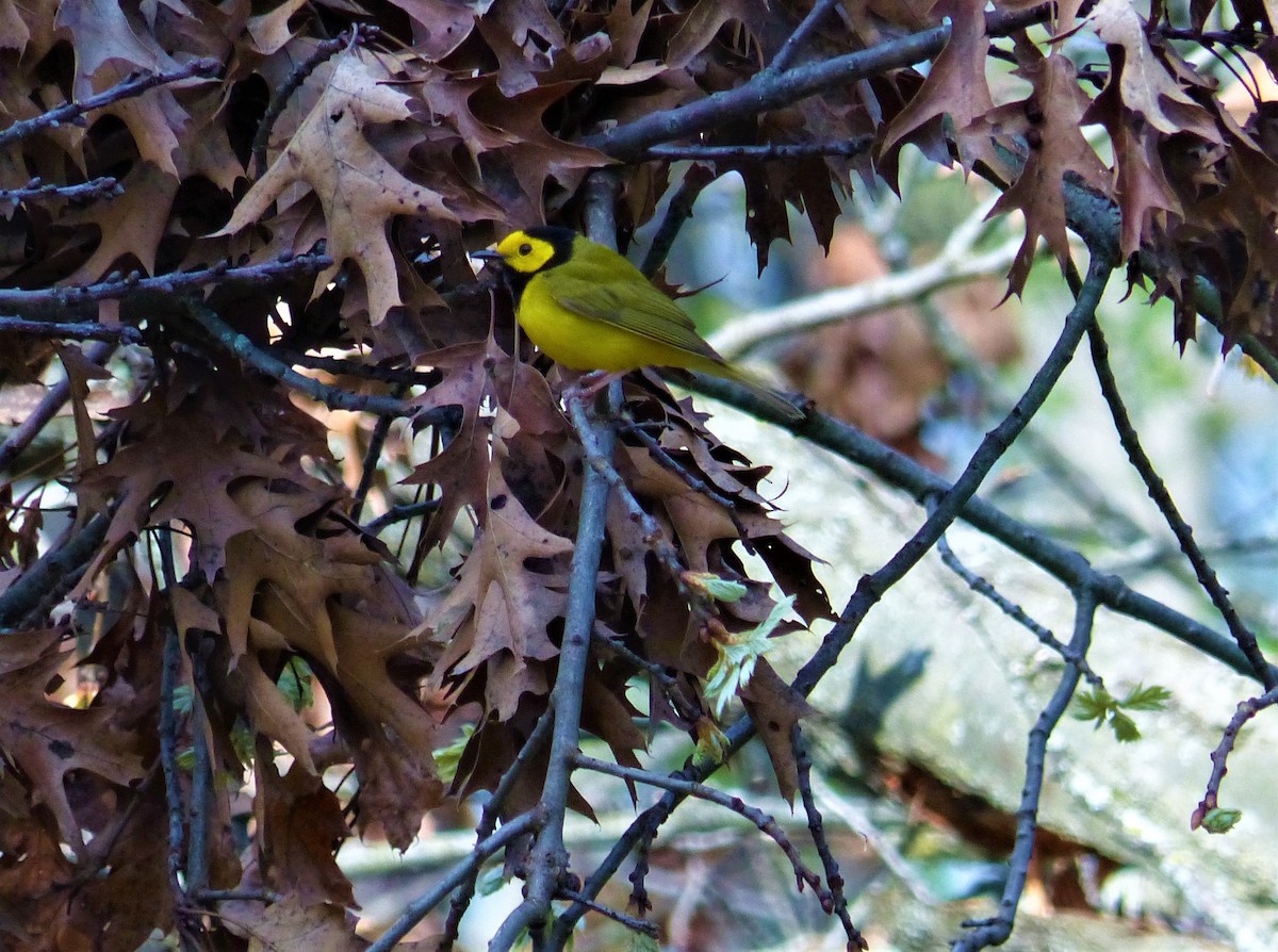 Hooded Warbler - Joan Campbell