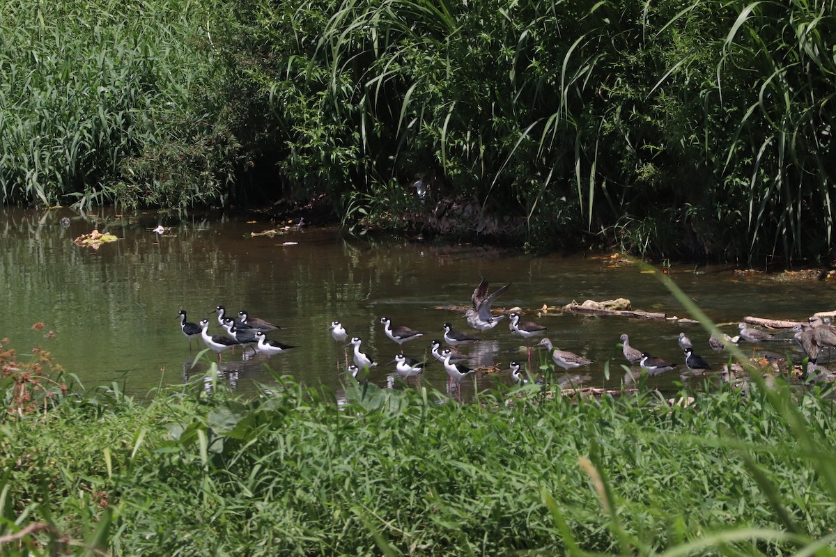 Black-necked Stilt - ML231471091