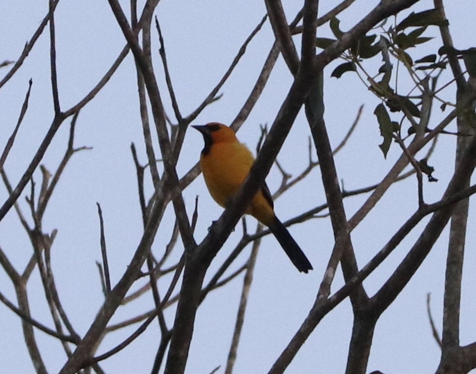 Yellow Oriole - ML231471541