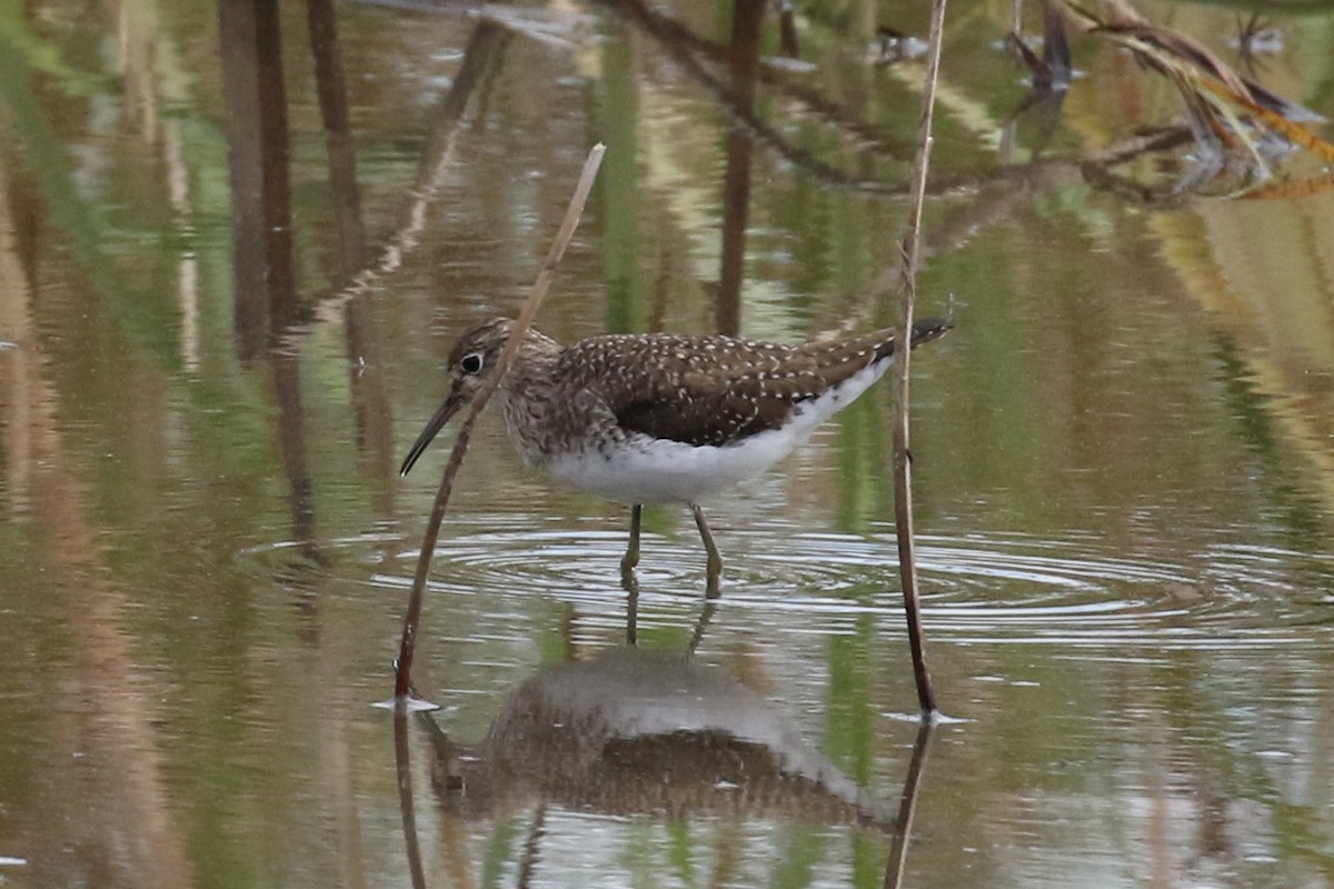 Solitary Sandpiper - ML23147161