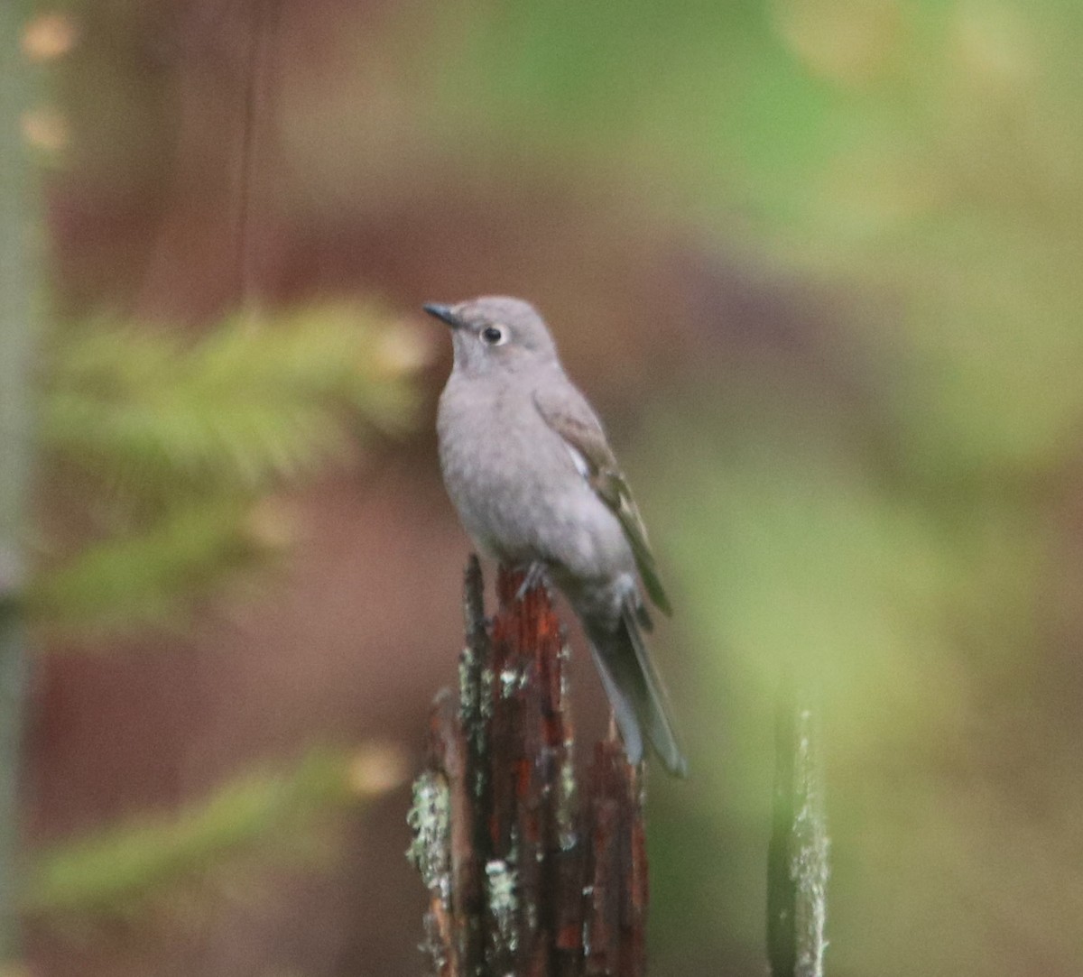 Townsend's Solitaire - Isaiah Nugent