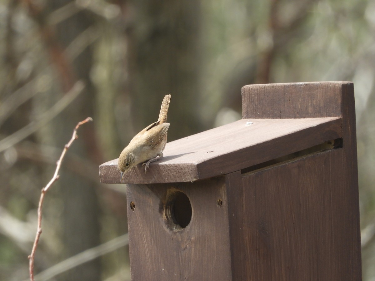 House Wren - ML231472811