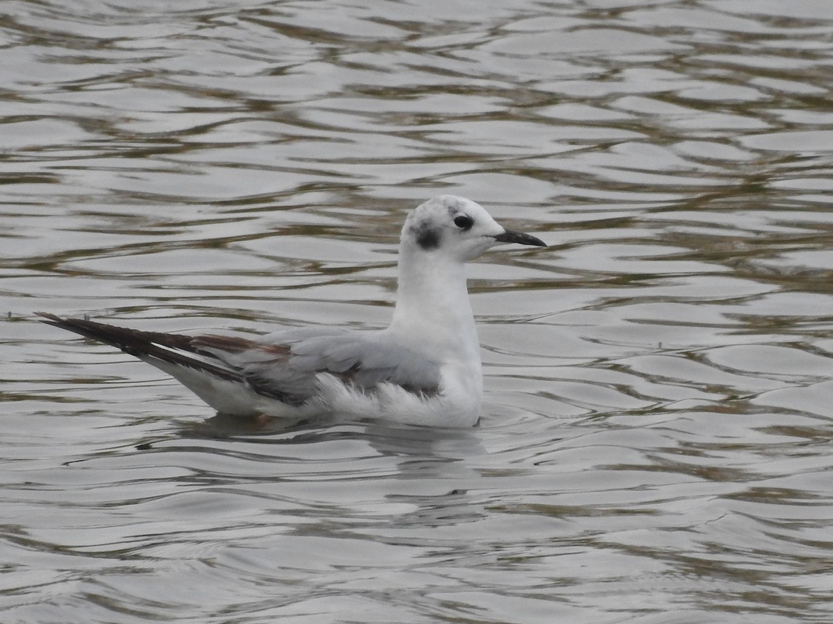 Bonaparte's Gull - ML231472861